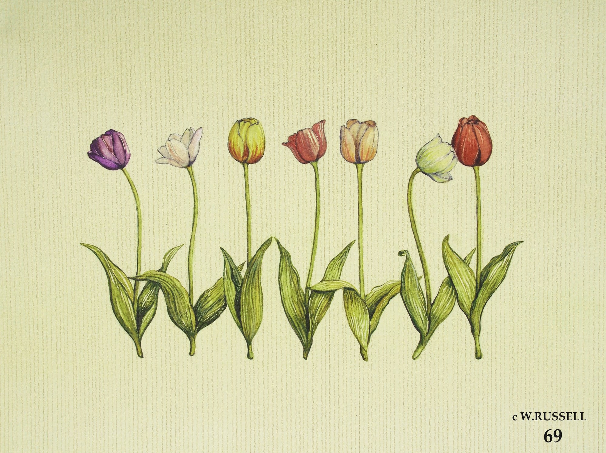 Row of Tulip Flowers