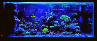 The Very Best 55 Gallon Fish Tanks for 2020