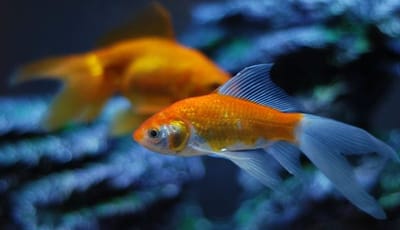 10 Ideal Goldfish Food for Growth & Color