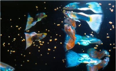 5 Best Guppy Food for Color