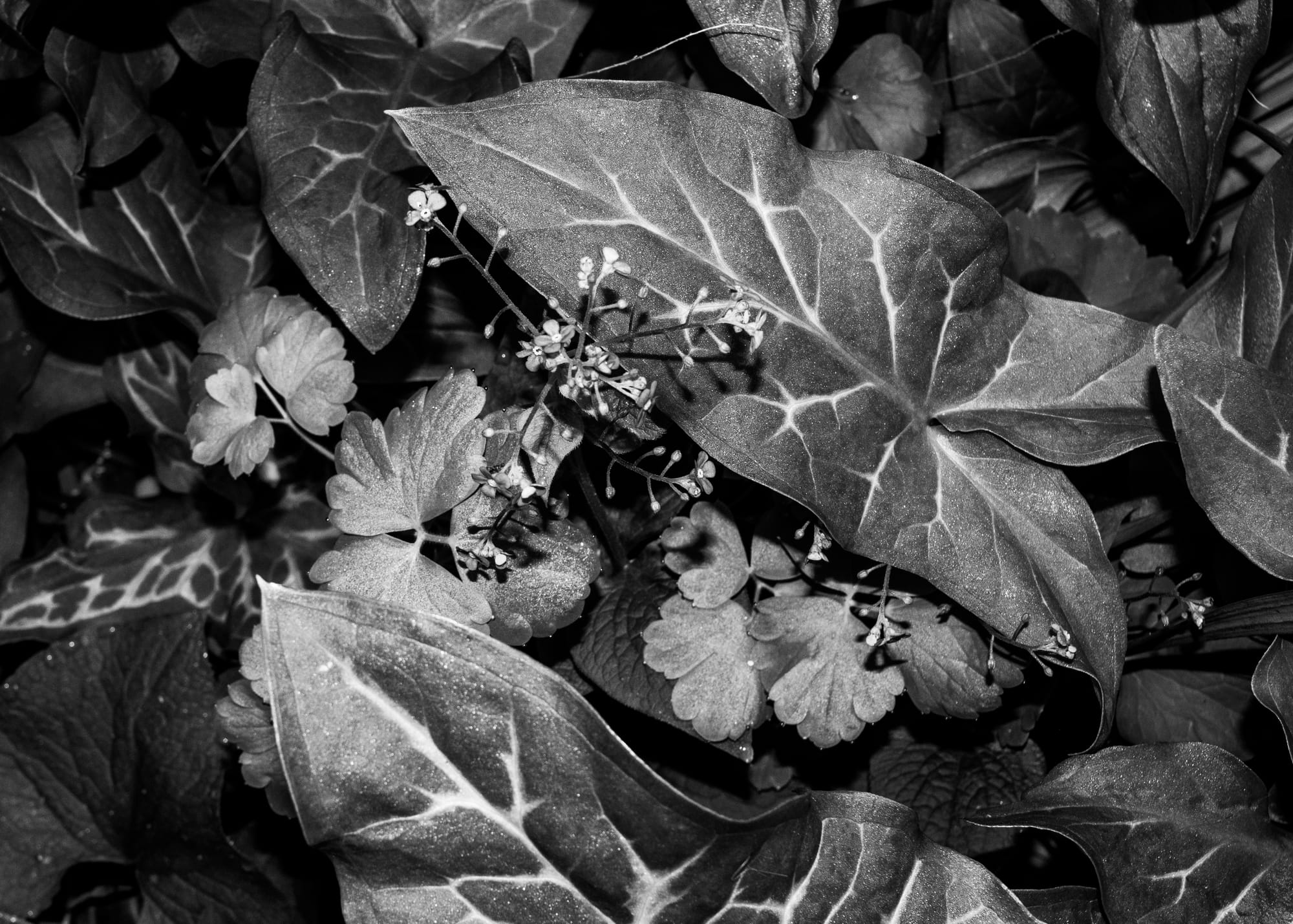 Secret Garden