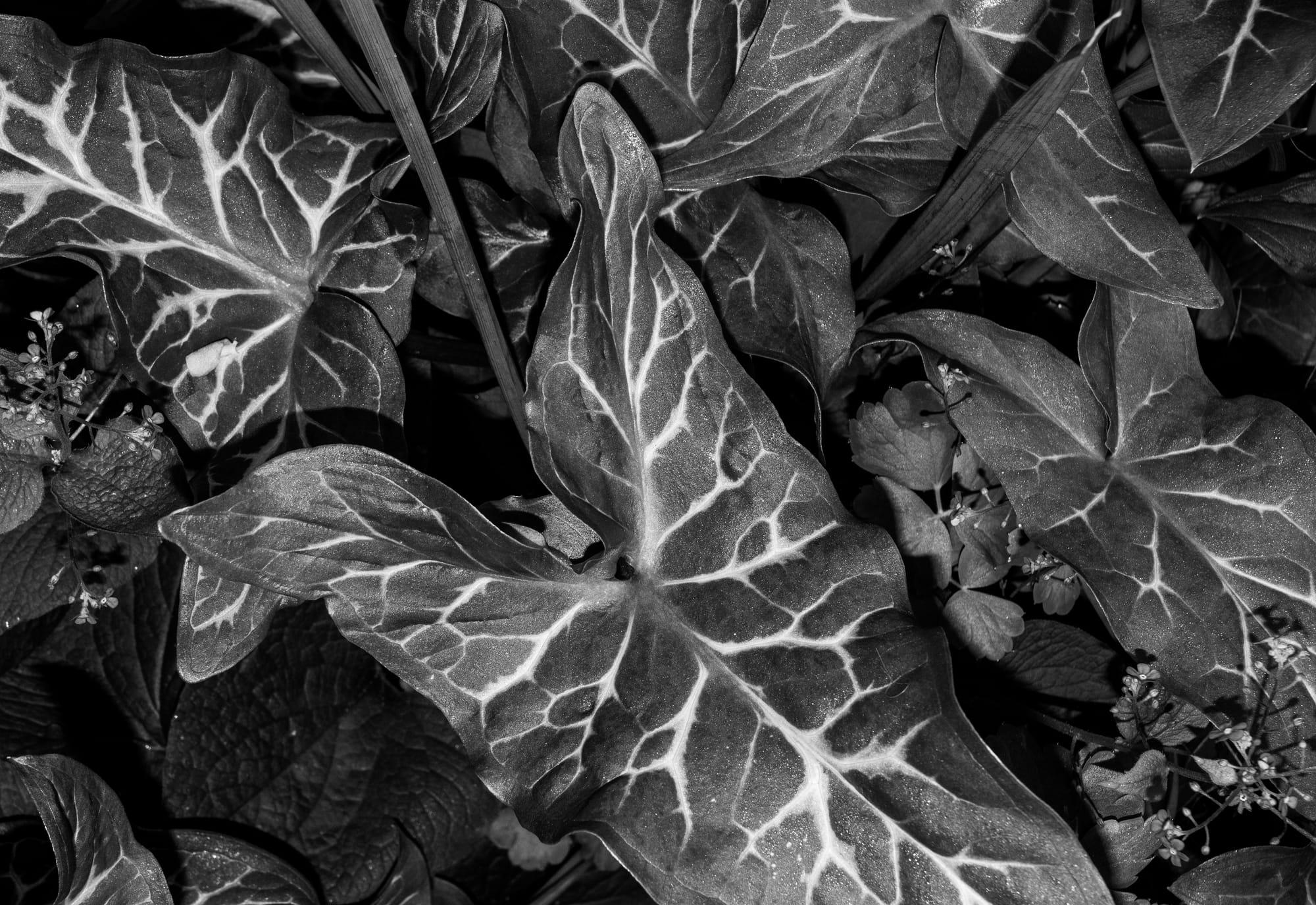 Secret Garden