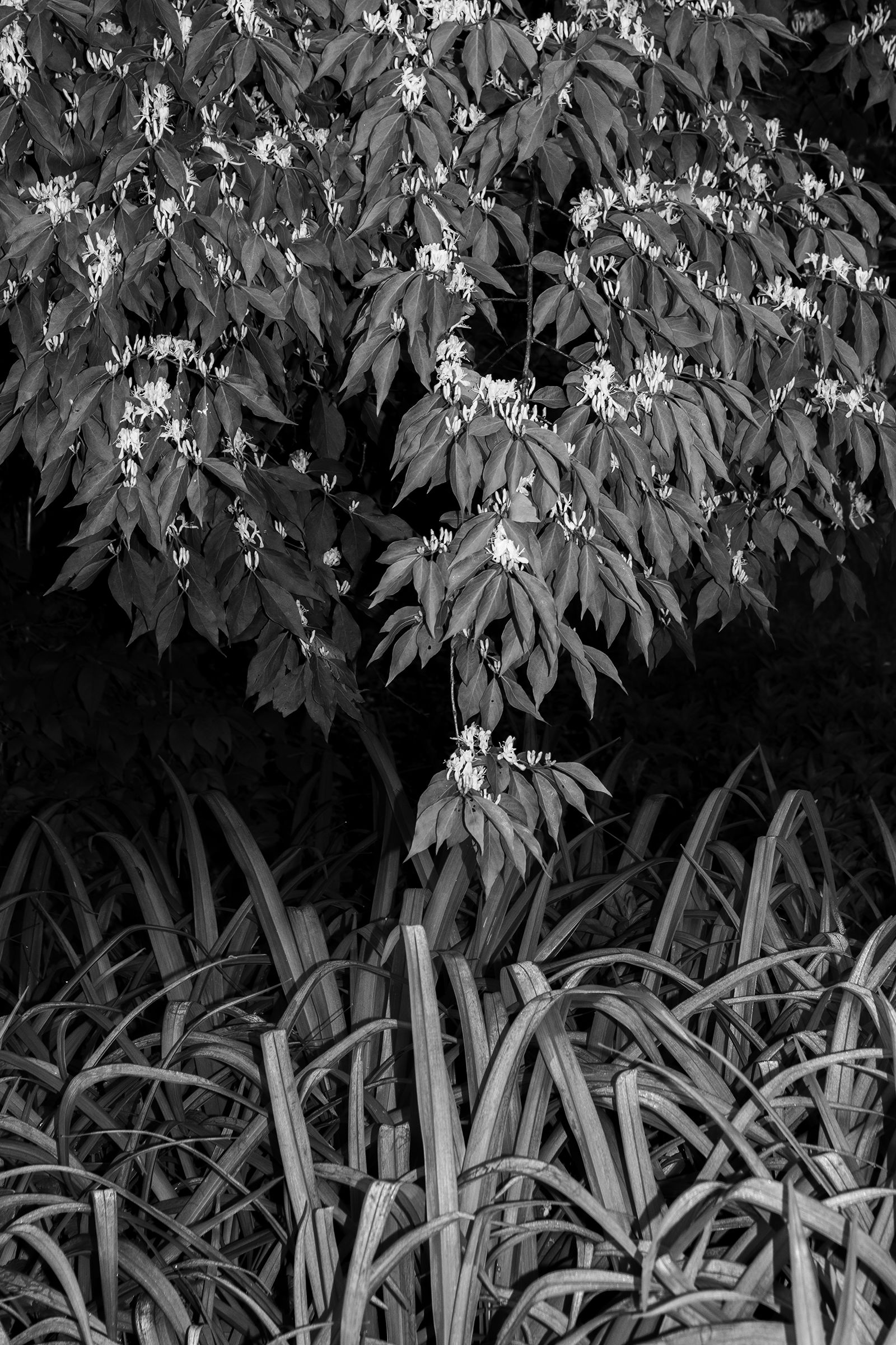 Secret Garden