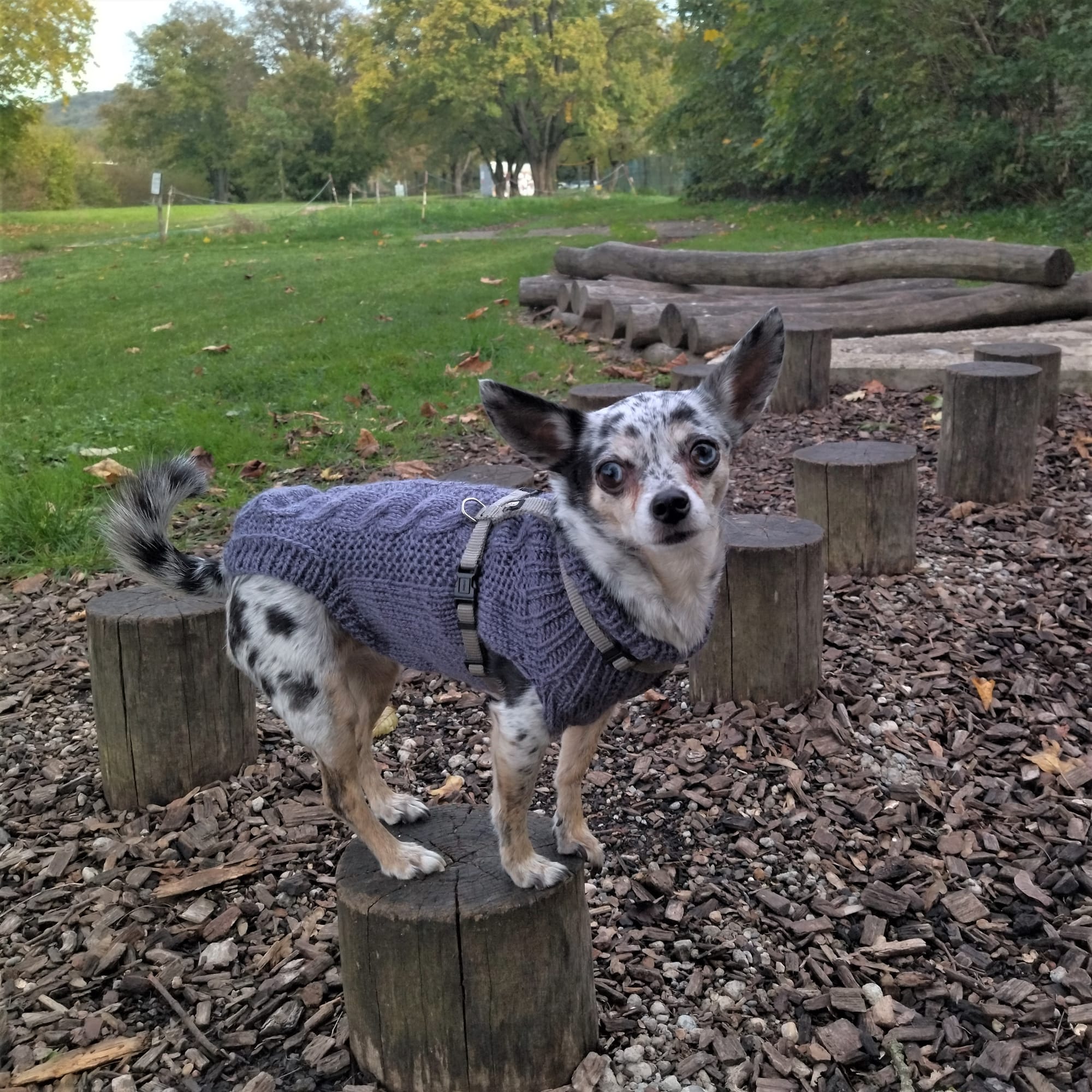 Strickpullover mit Zopfmuster