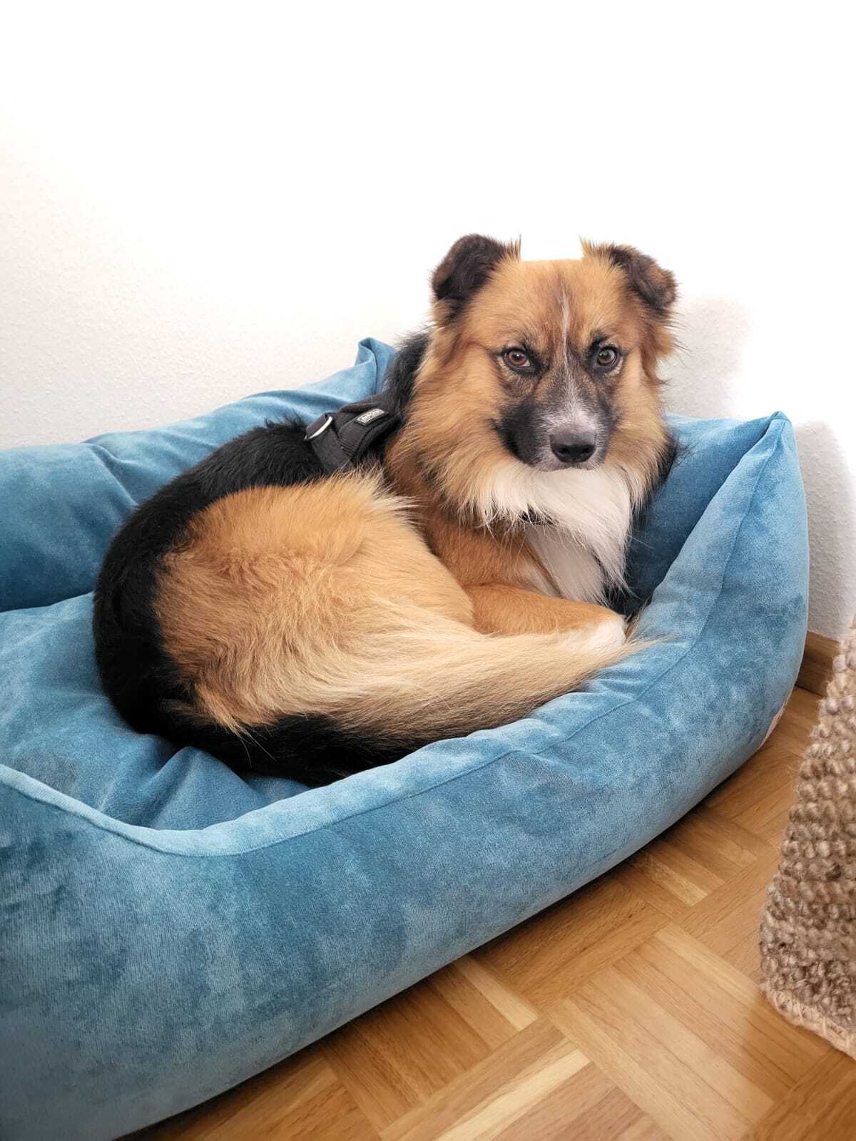 Hundebett FINA in Türkis GR L