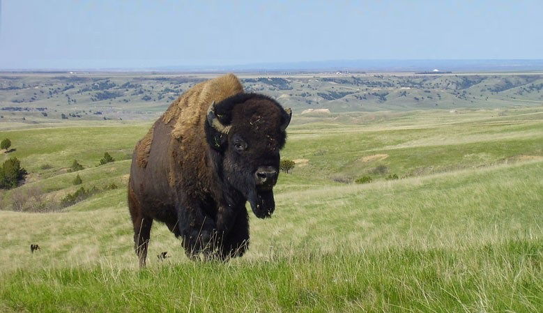 Bisons d'Auvergne