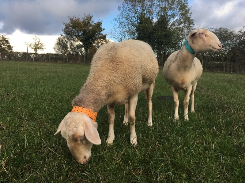 La Ferme de la Passiflore