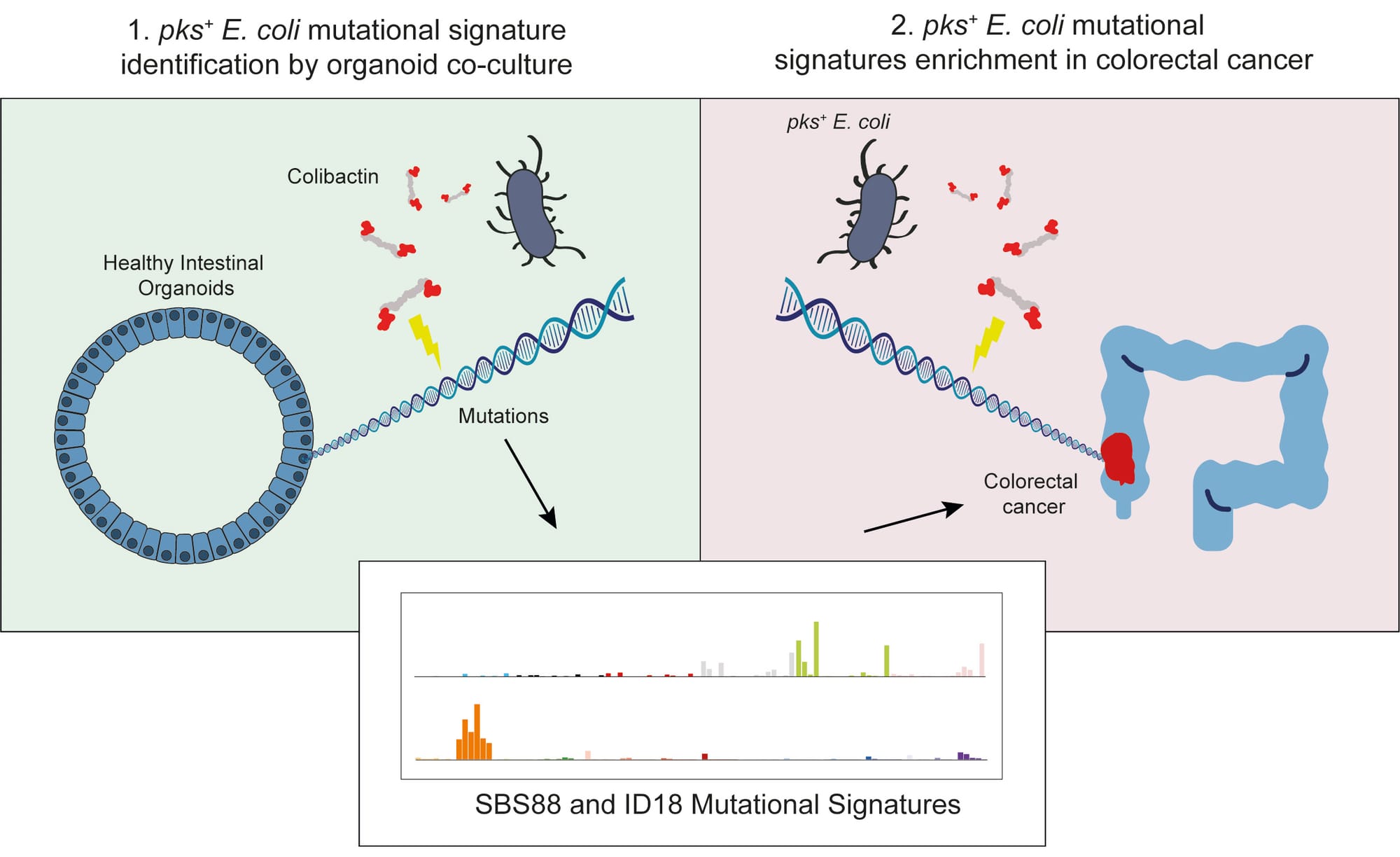 Mutational signature in colorectal cancer caused by genotoxic pks + E. coli