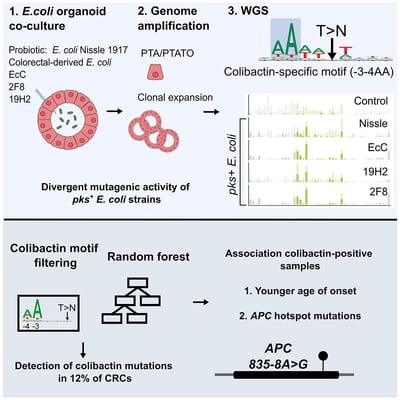 New Publication: Improved detection of colibactin-induced mutations by genotoxic E. coli in organoids and colorectal cancer