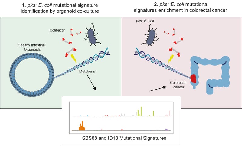 Mutational signature in colorectal cancer caused by genotoxic pks + E. coli