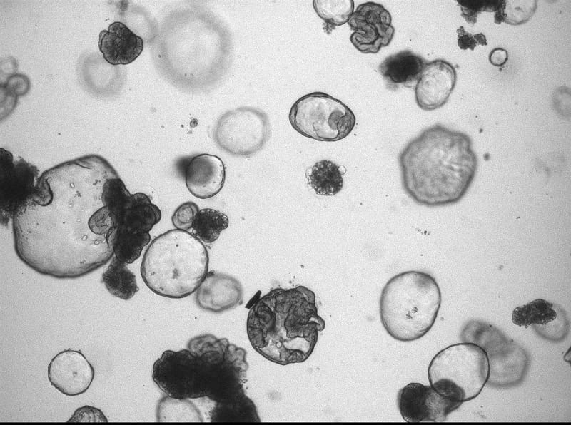 Theme 1: Tissue-specific mutation accumulation in human stem cells