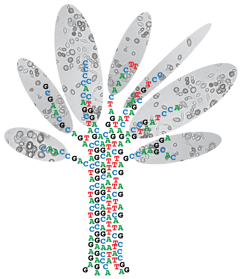 On the origin of cancer: studying somatic evolution in normal tissues