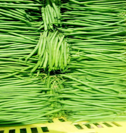 French Beans ( Harricot Vert)