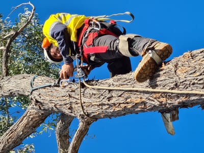 Prepare Your Trees For Spring