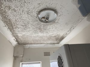 DIY Mould Elimination Vs Employing A Pro: Which Is Much better?