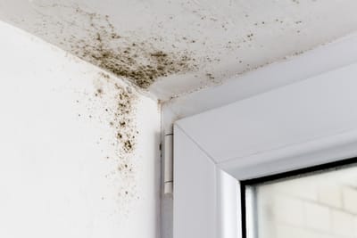 What You Need to Know About Mould and Humidity