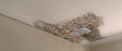 Right here is Why You Must Employ Experts To Get Rid Of Mould From the Ceiling