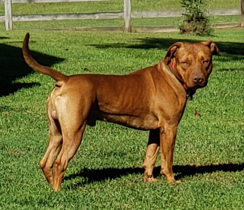 Rusty Red Dog Rusty - Gallery image 27 of 27 - oldfamilyirishrednose.com