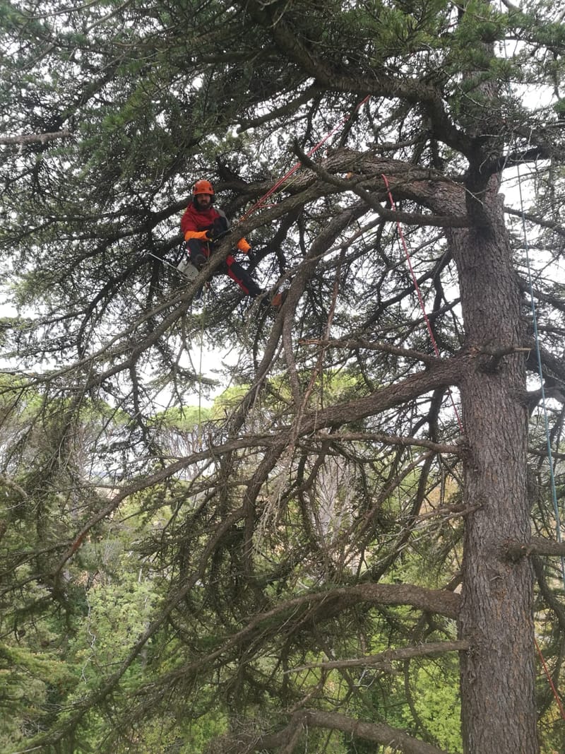 Evacuation des Végétaux