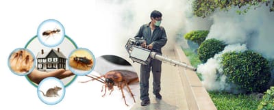 ري ماكس رش حشرات بتبوك 0509975265