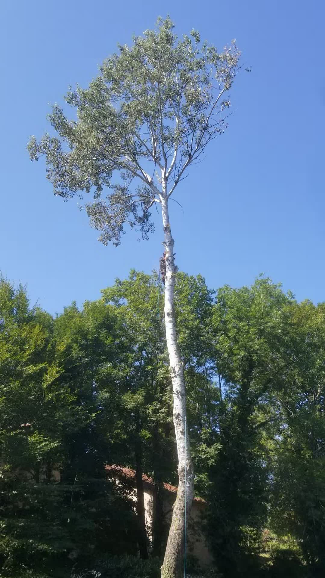 11 peupliers blancs à démonter