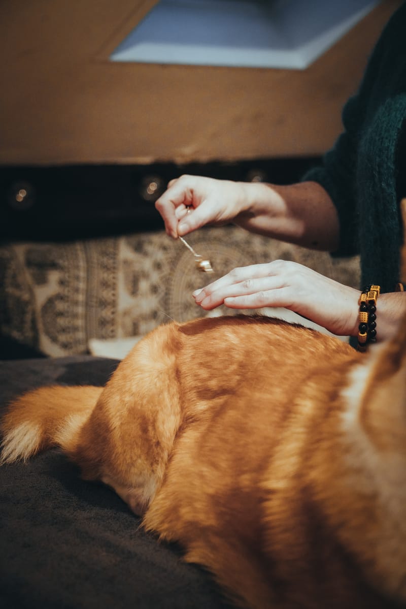 Soin Energétique animalier