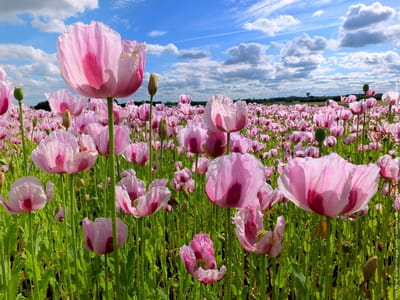 DE FLEURS EN FLEURS image