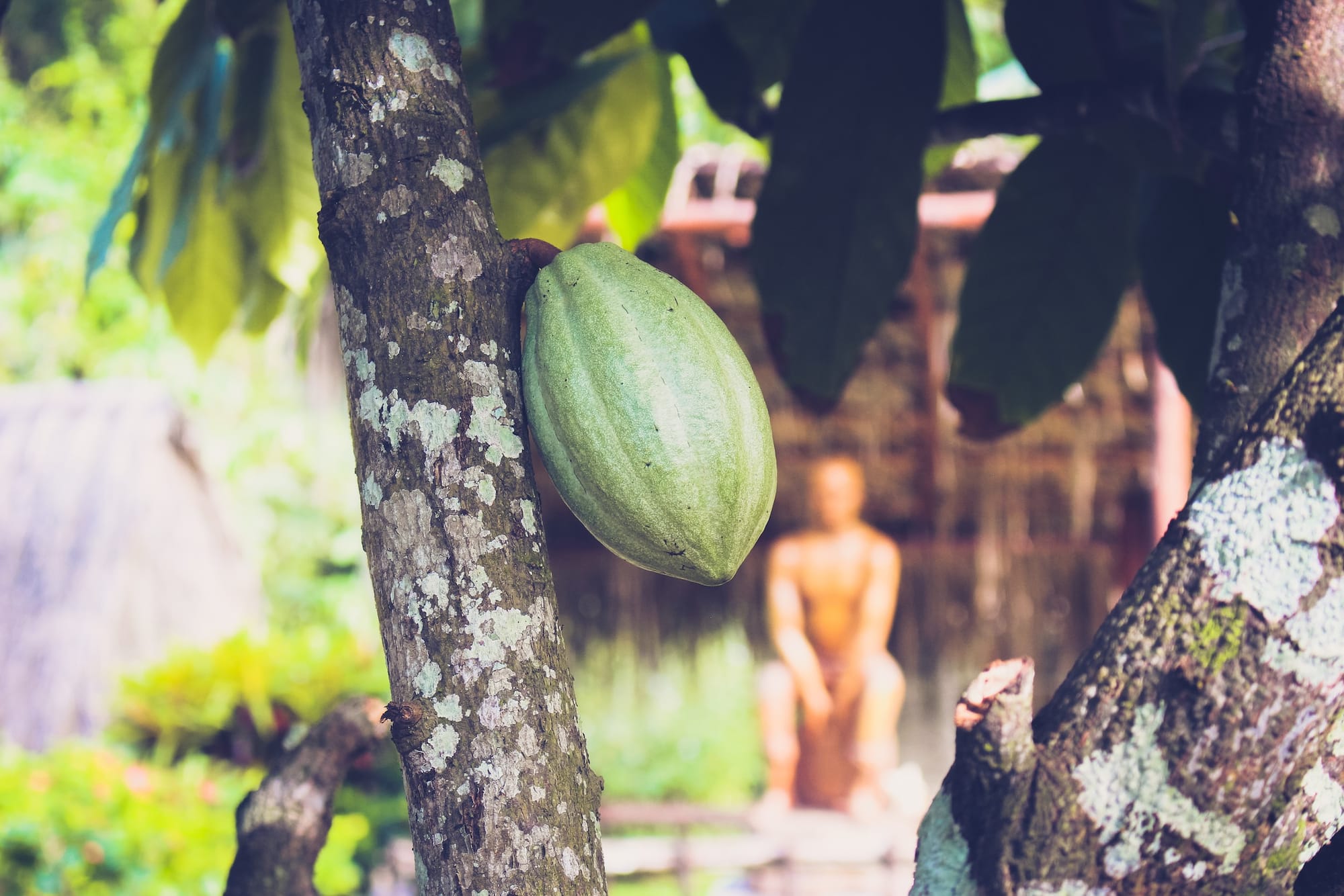 Cacao Ceremony