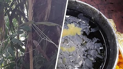 งูเขียวโผล่คำชะโนด เชื่อพ่อปู่มาให้โชค ส่องขันน้ำมนต์ เจอ "เลขเด็ด" image