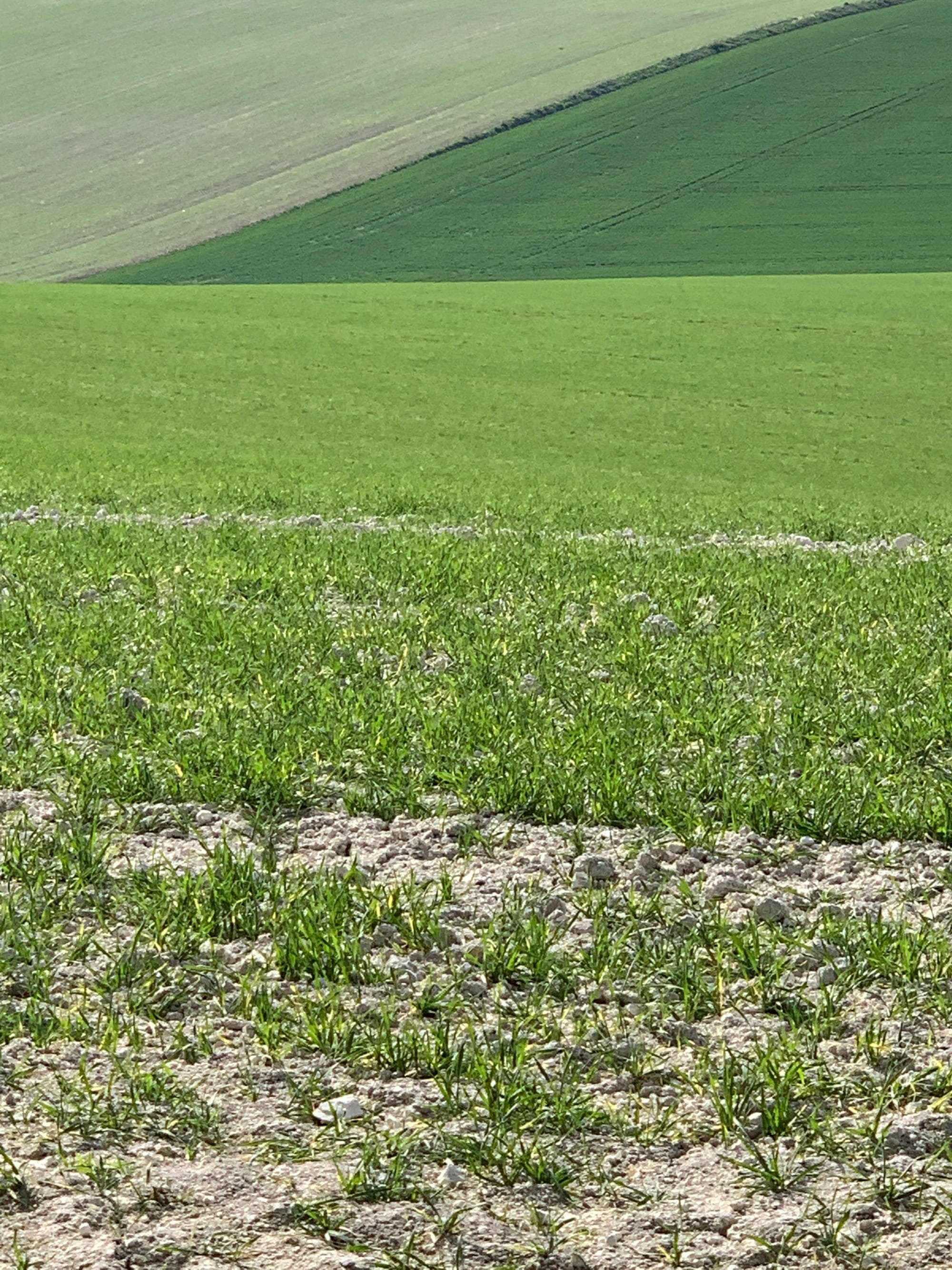 The Downs above Glyndebourne, East Sussex