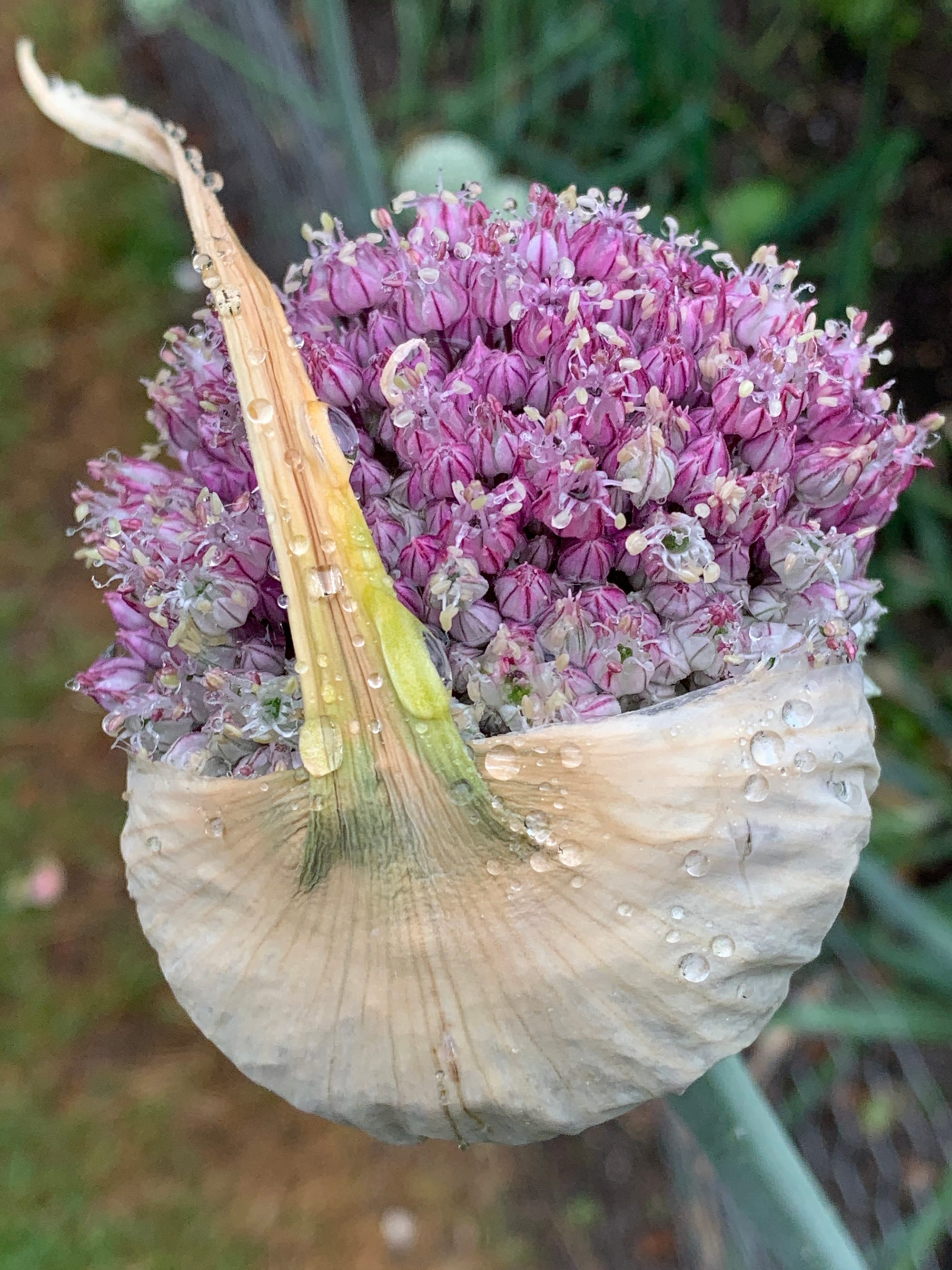 Onion Head, Beddingham, East Sussex