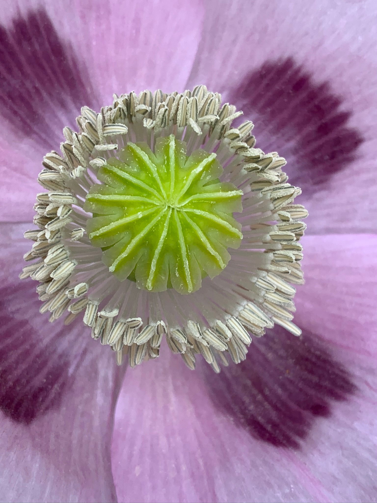 Wild Poppy, Beddingham, East Sussex