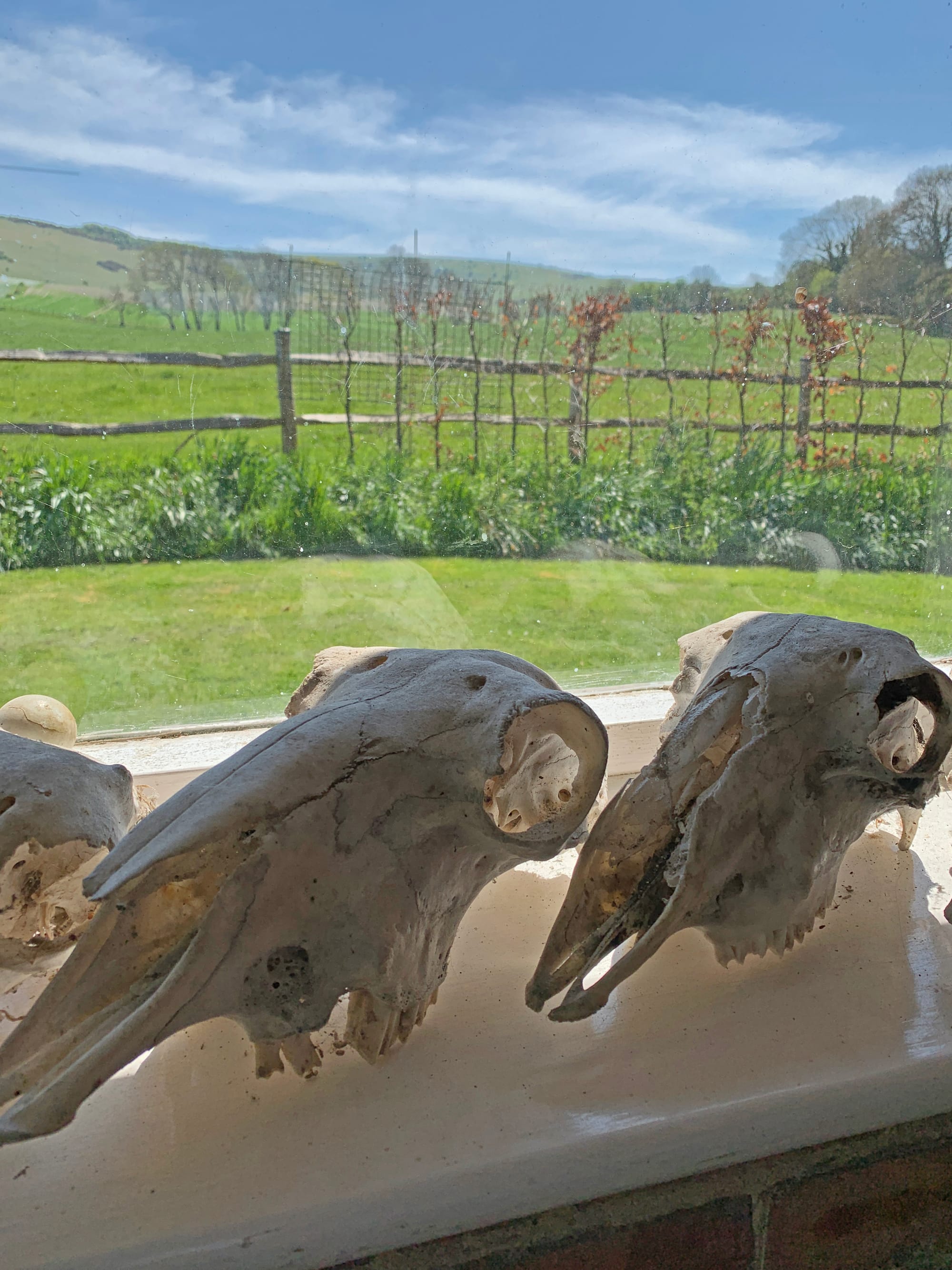 Sheep Skulls, Beddingham, East Sussex