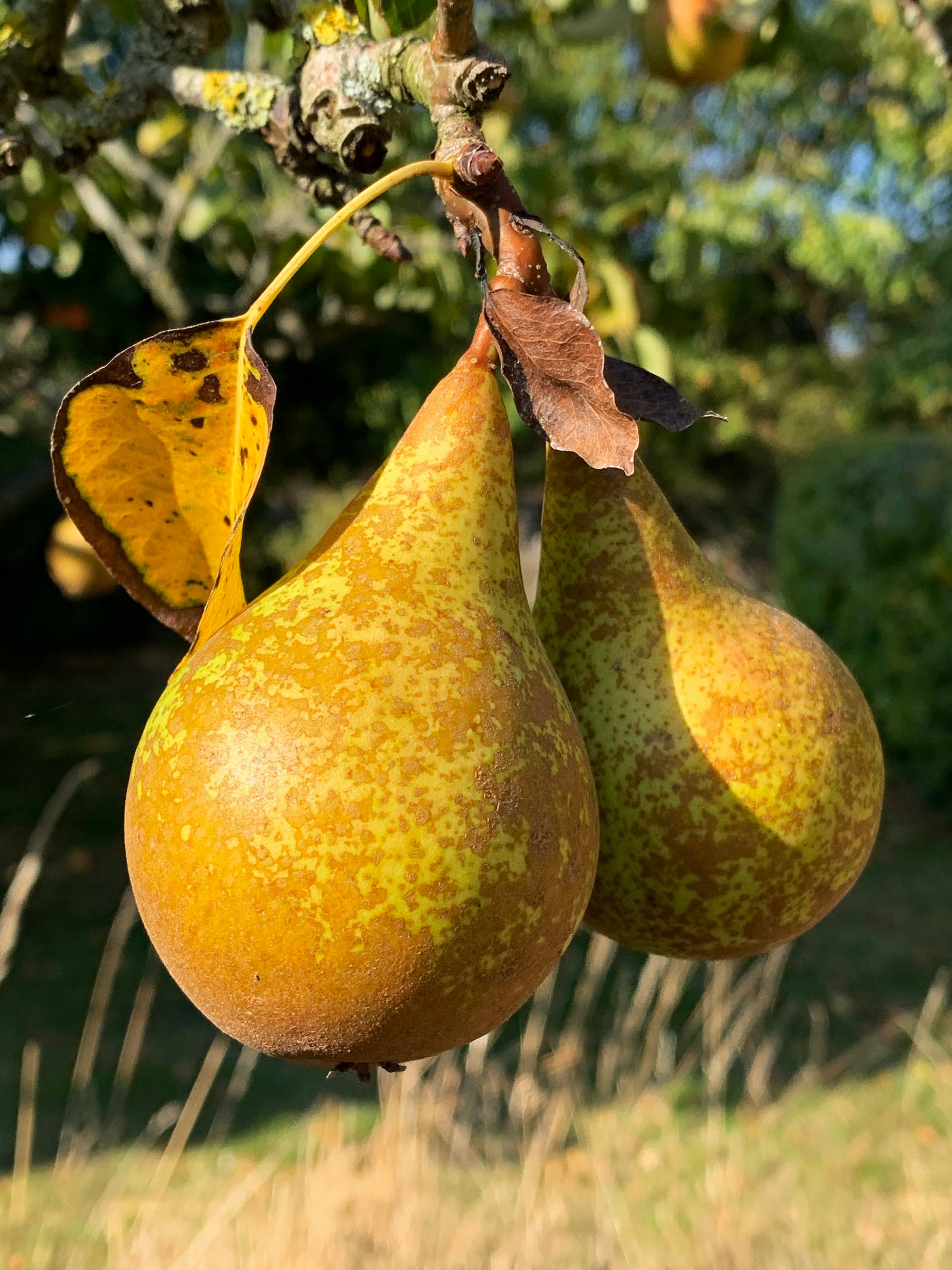 Autumn Pears, Beddingham, East Sussex