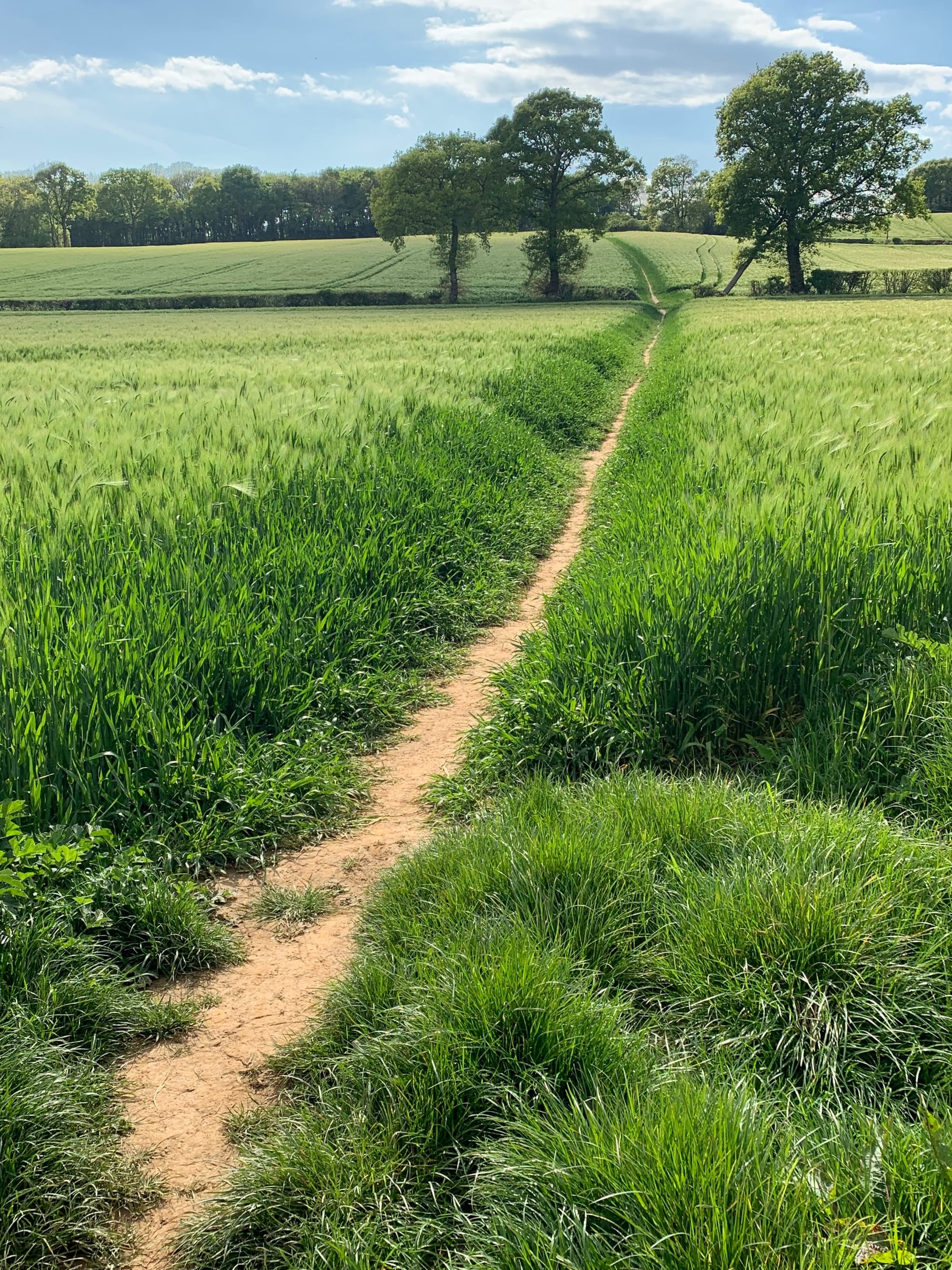 The Path from Warbleton, East Sussex