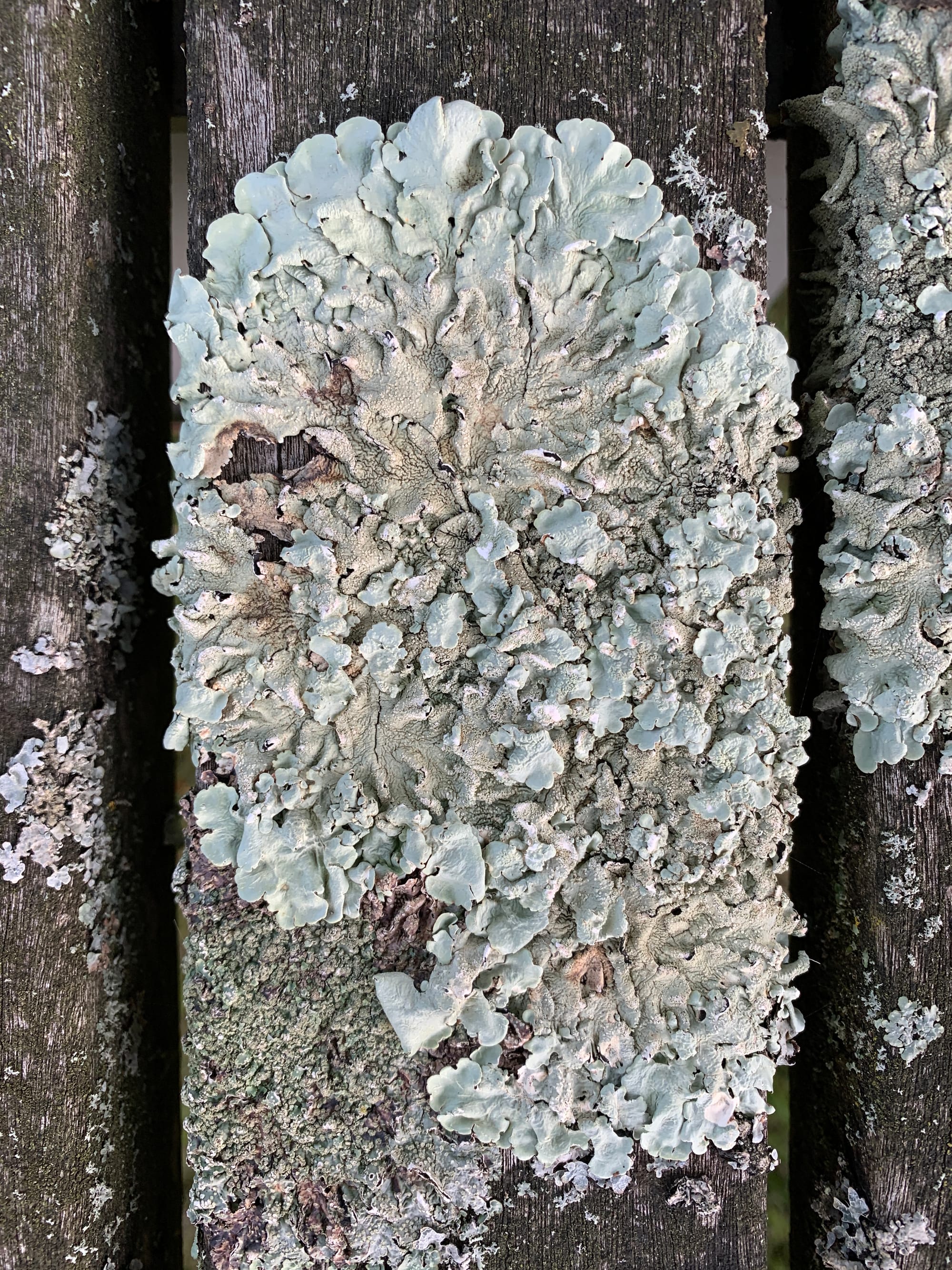 Garden Bench, Marchant's Hardy Plants, East Sussex