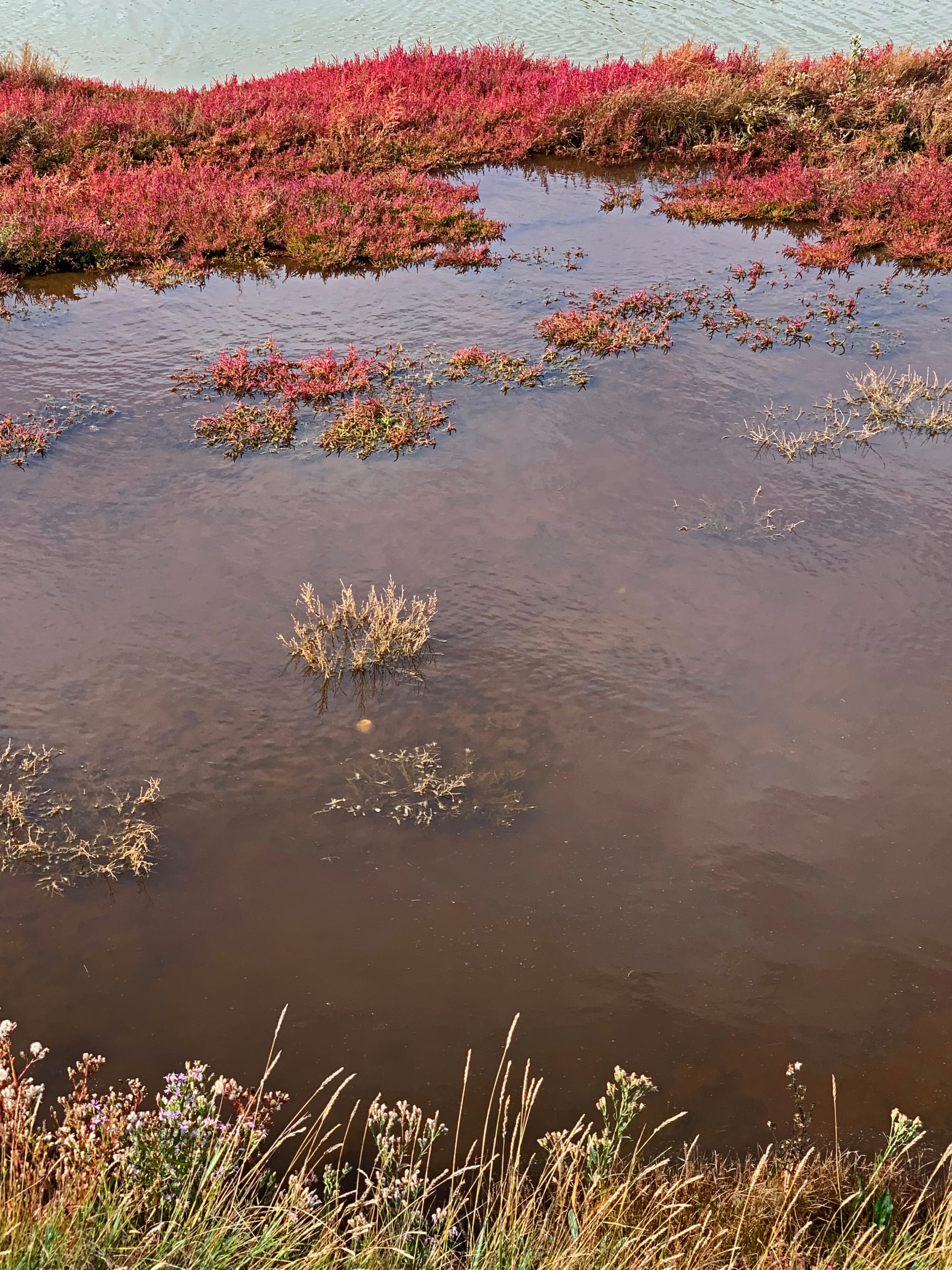 Banks of The Cuckmere, East Sussex