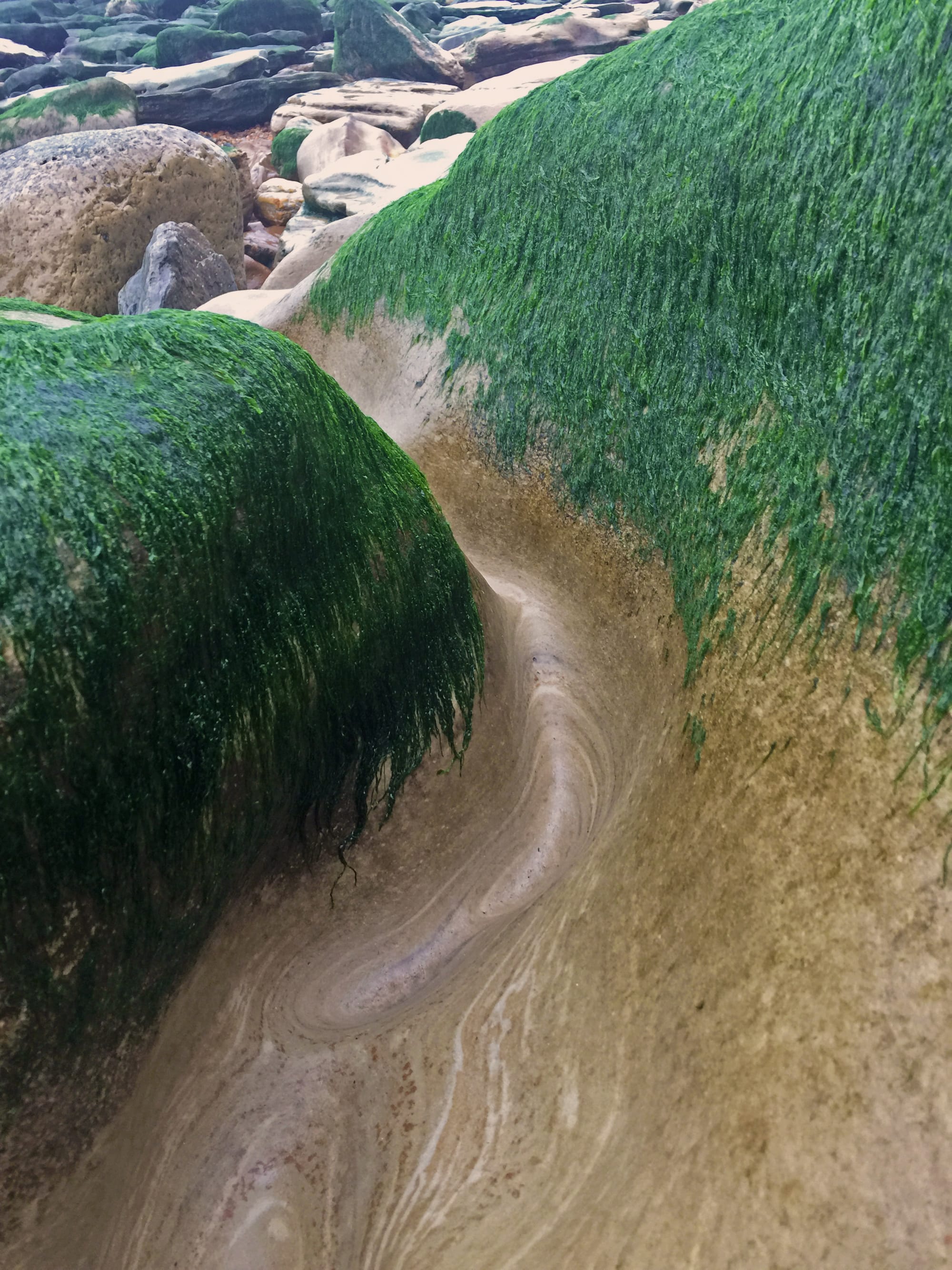 Seaweed on the Rocks, Pett Level, East Sussex