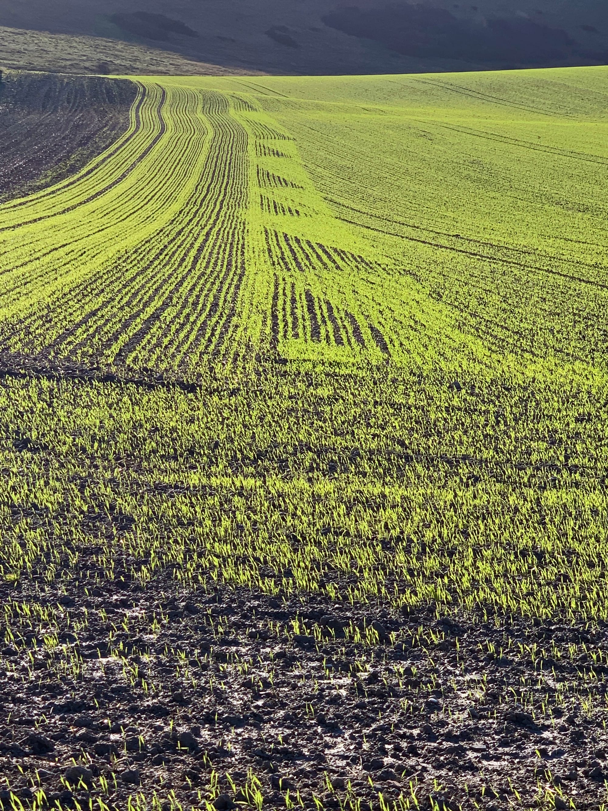 Winter Planting, Beddingham, East Sussex