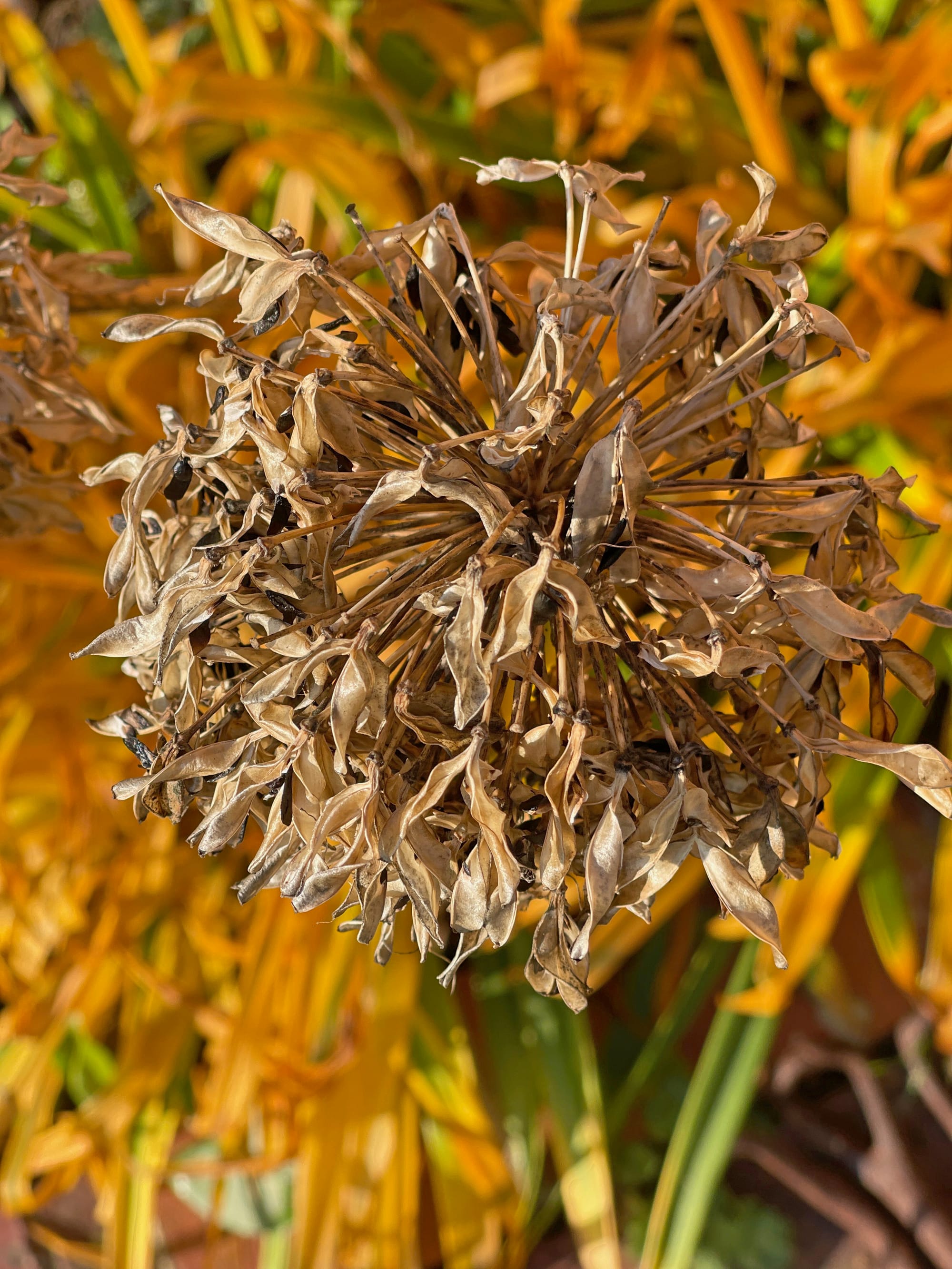 Dead Agapanthus Head, Beddingham, East Sussex