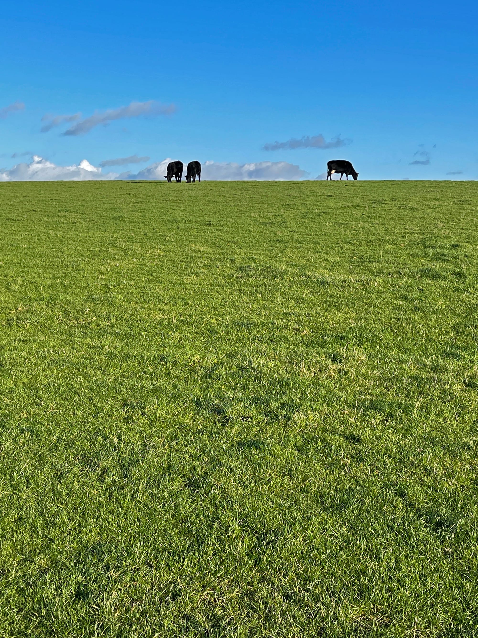 Cows above Mount Caburn, East Sussex