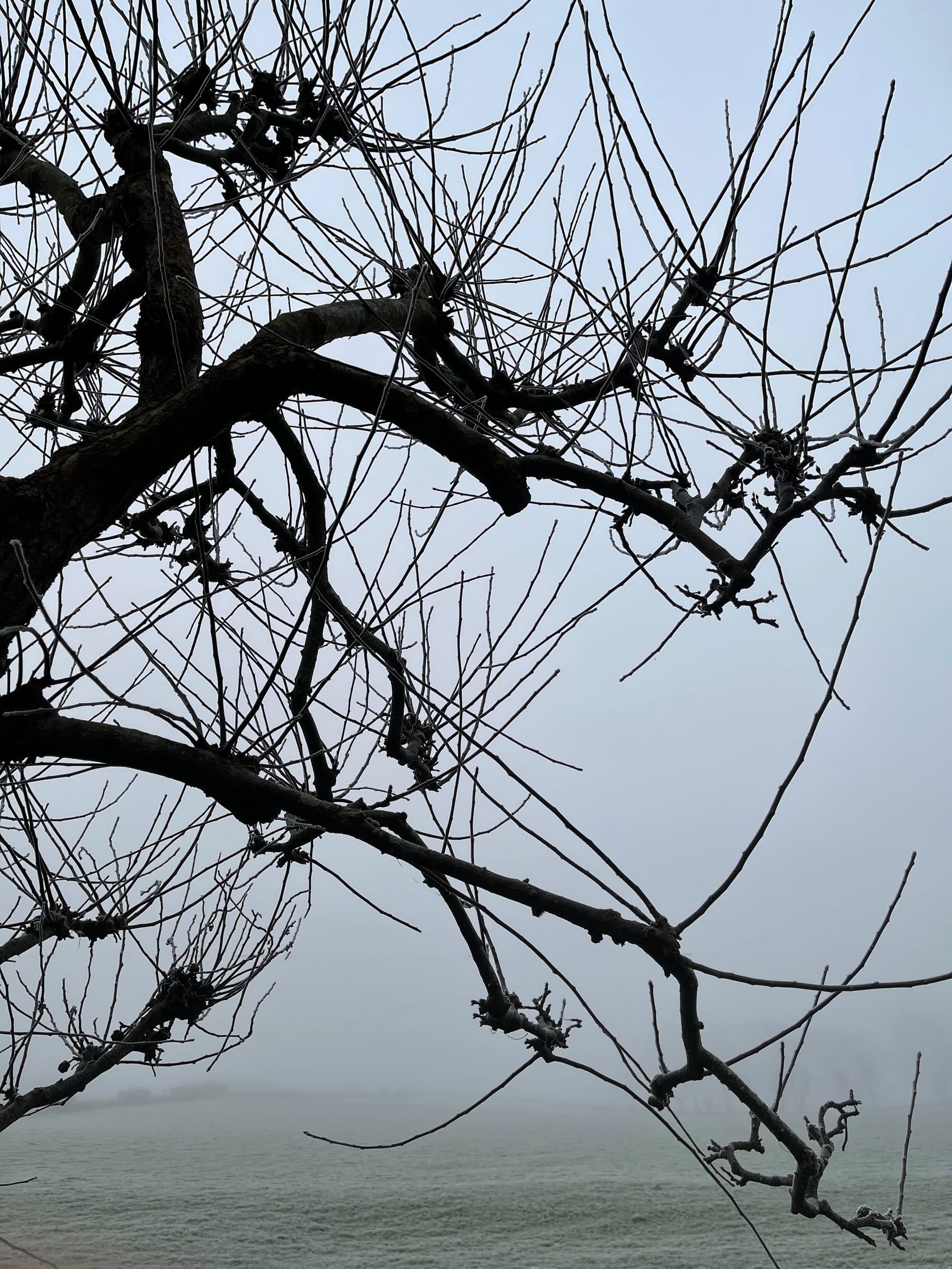 Apple Tree at The Lay. Beddingham