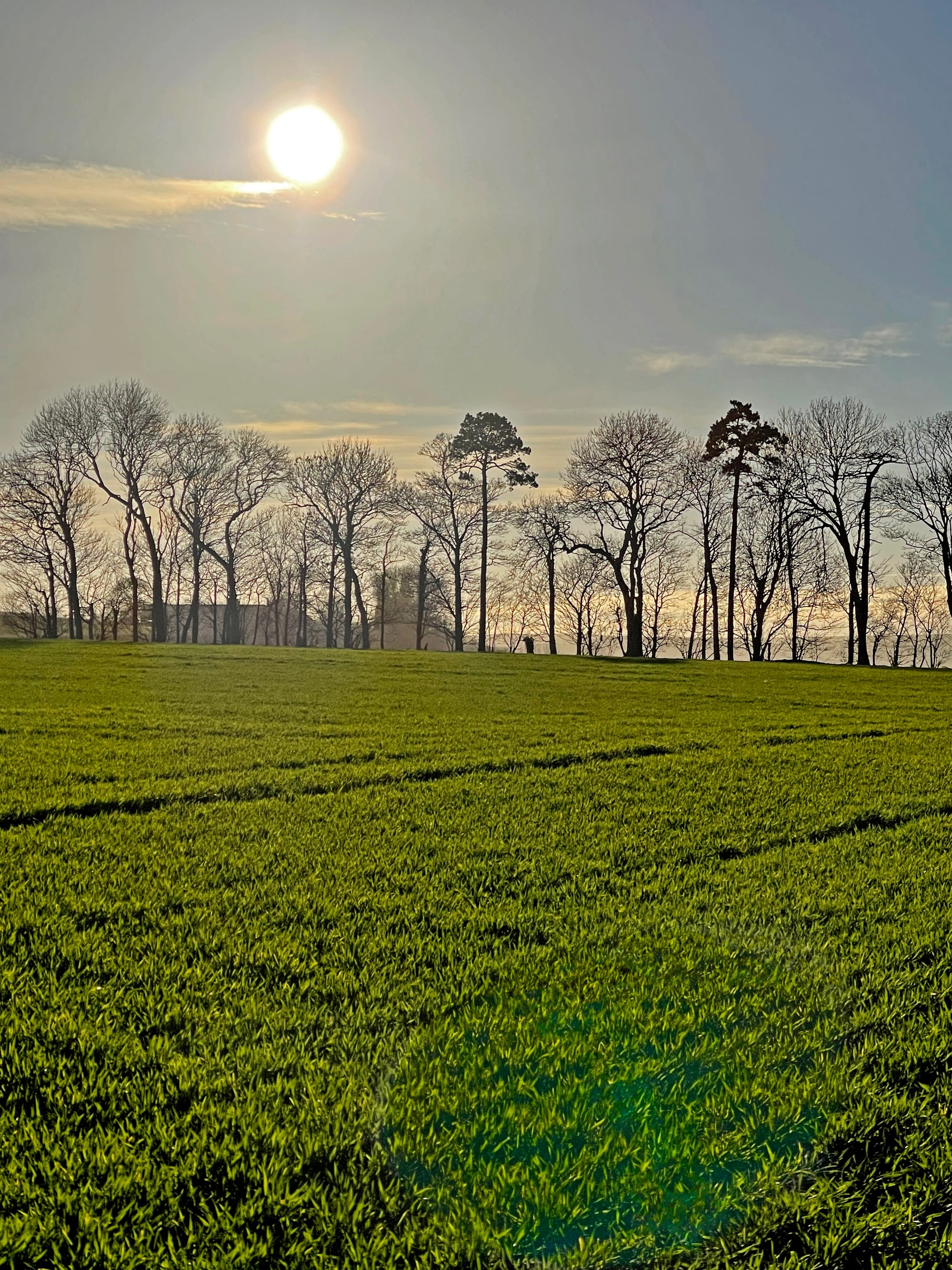 Spring Treeline, Beddingham, East Sussex