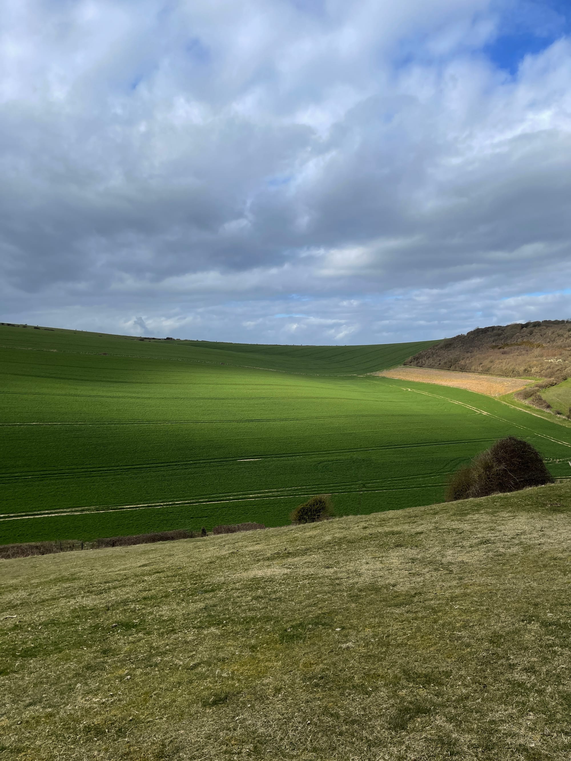 A Sprinkle of Spring. Telscombe, East Sussex