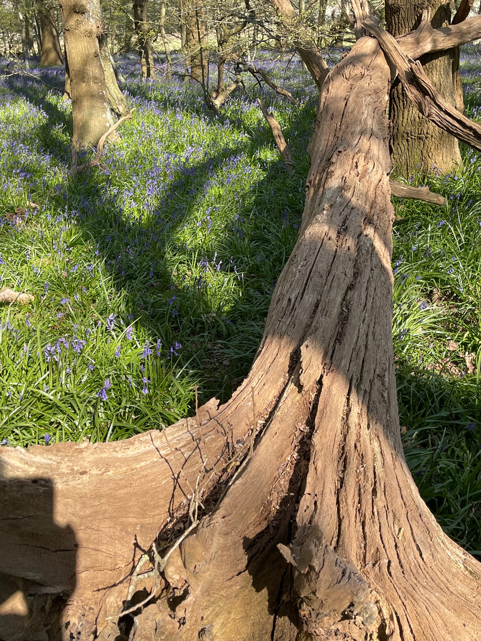 Fallen Tree. Pollards Wood, East Sussex