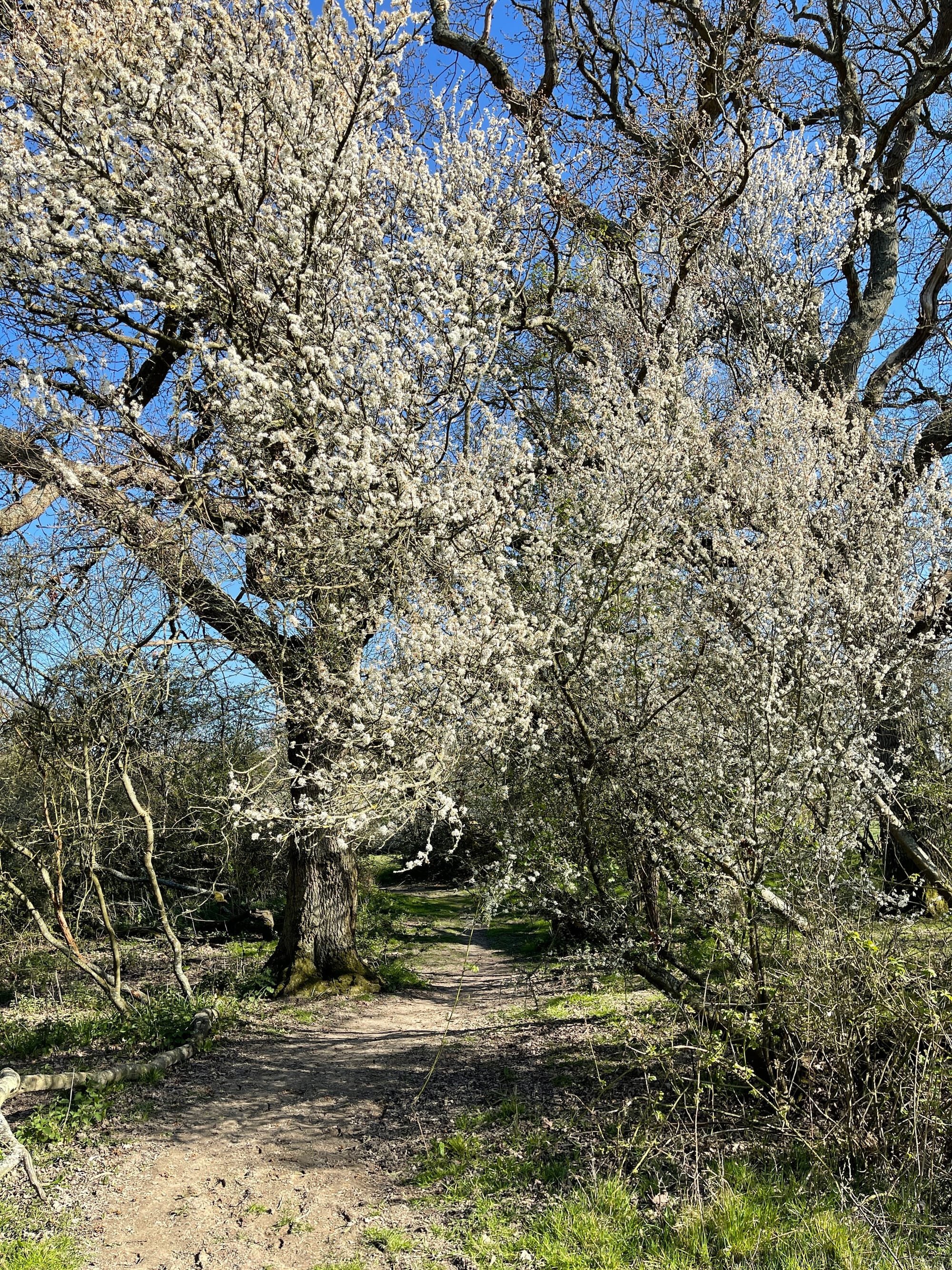 Blooming Blackthorn. Pollards Wood, East Sussex