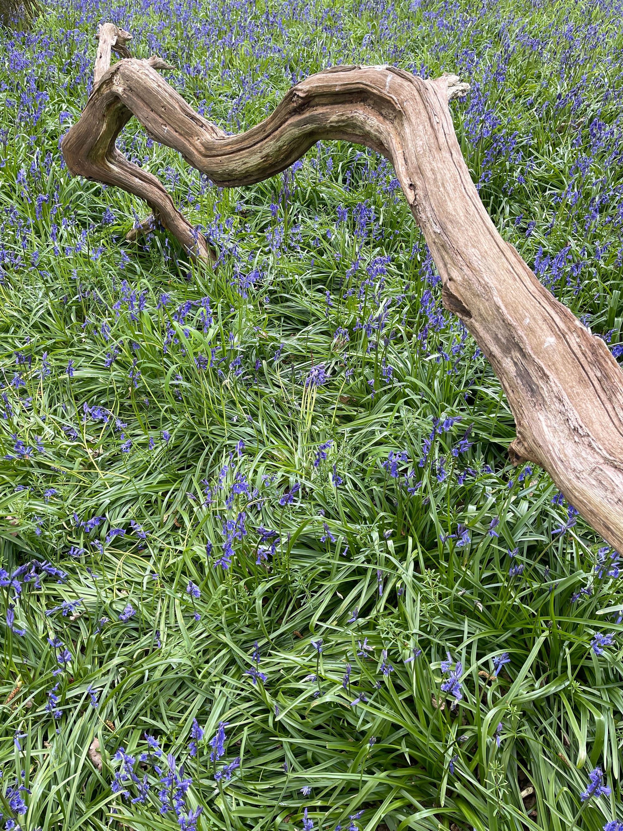 Broken Bough. Pollards Wood, East Sussex