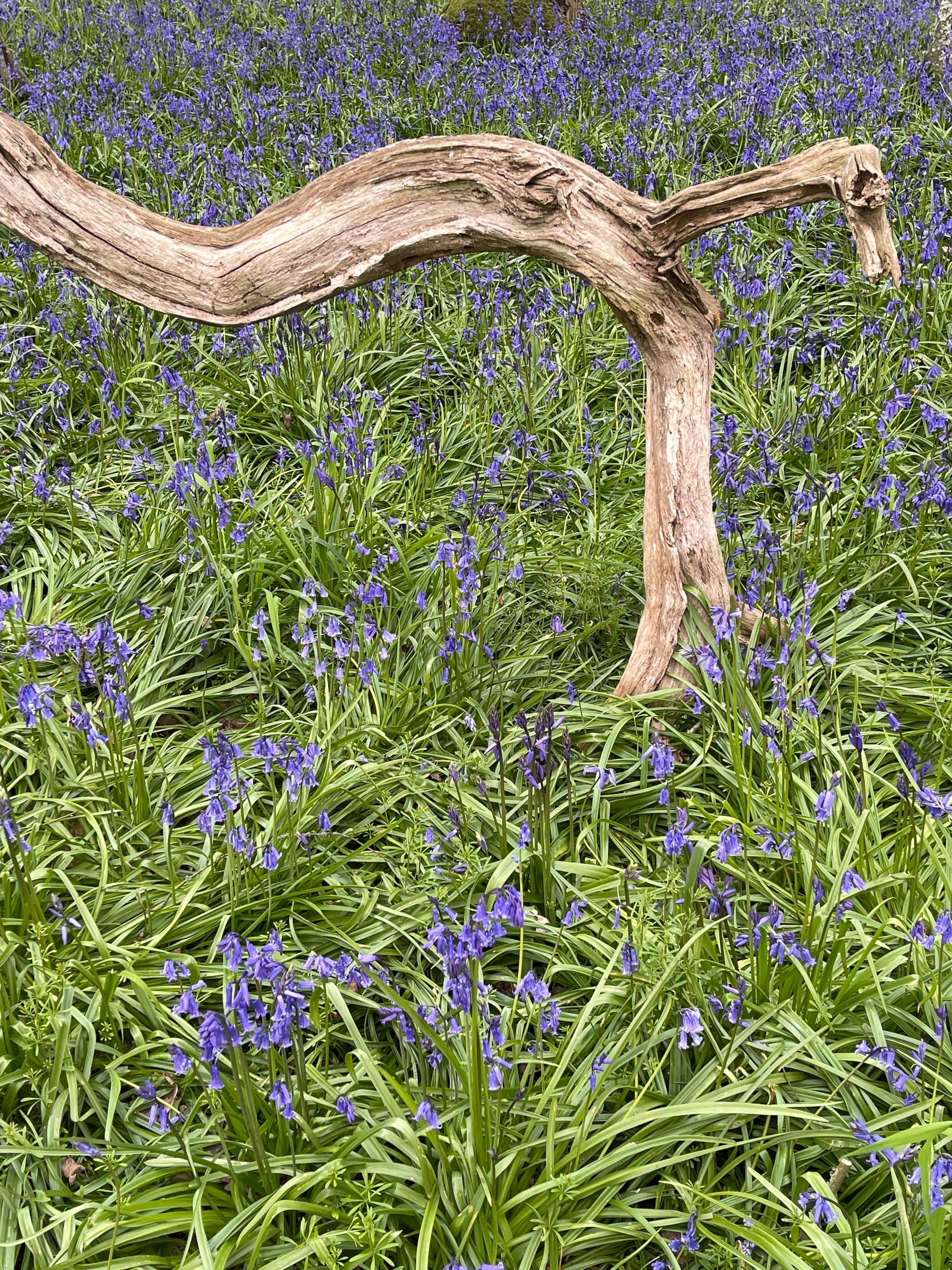 Giant Mantis. Pollards Wood, East Sussex