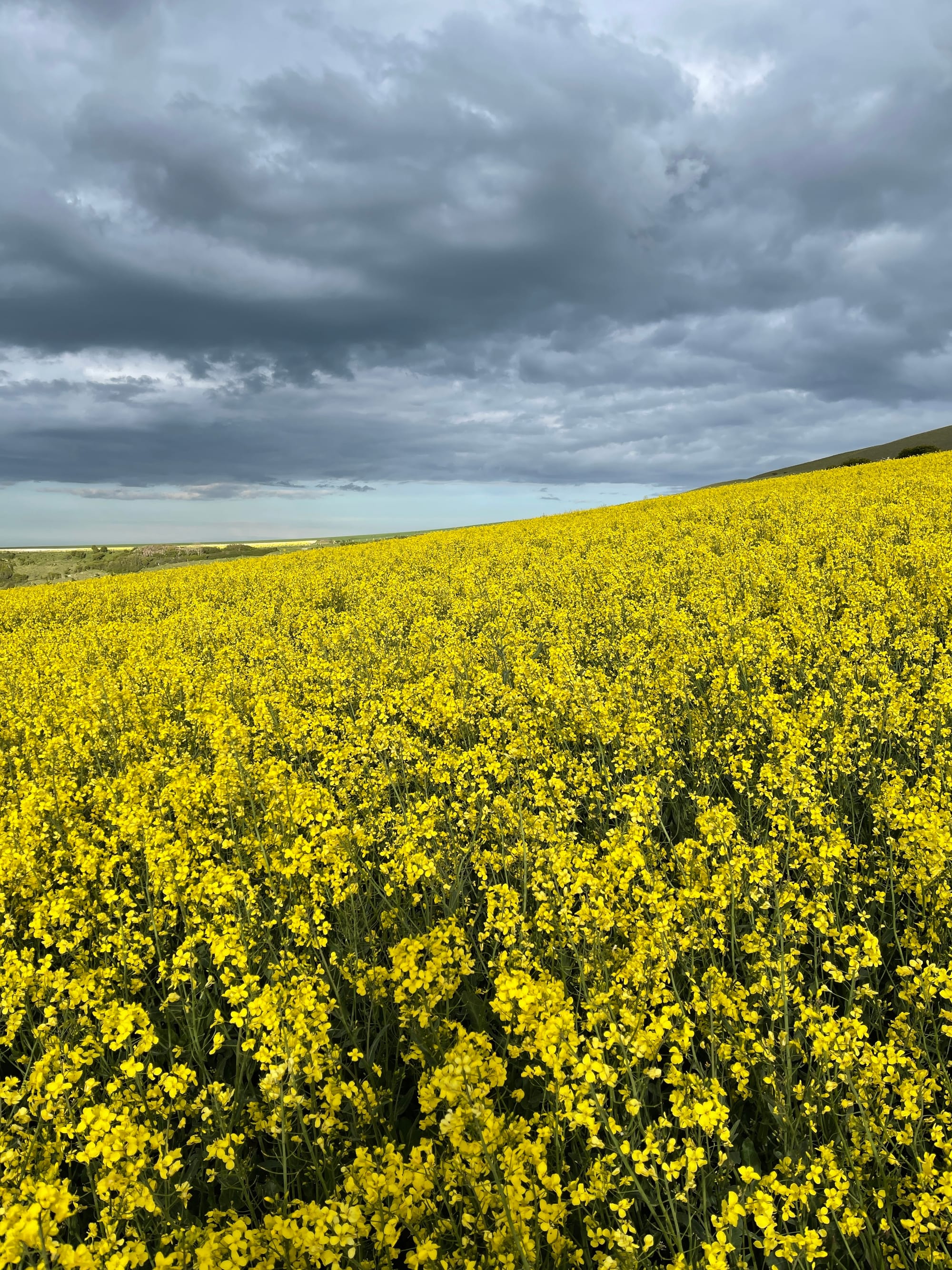 Rape Fields. Beddingham, East Sussex