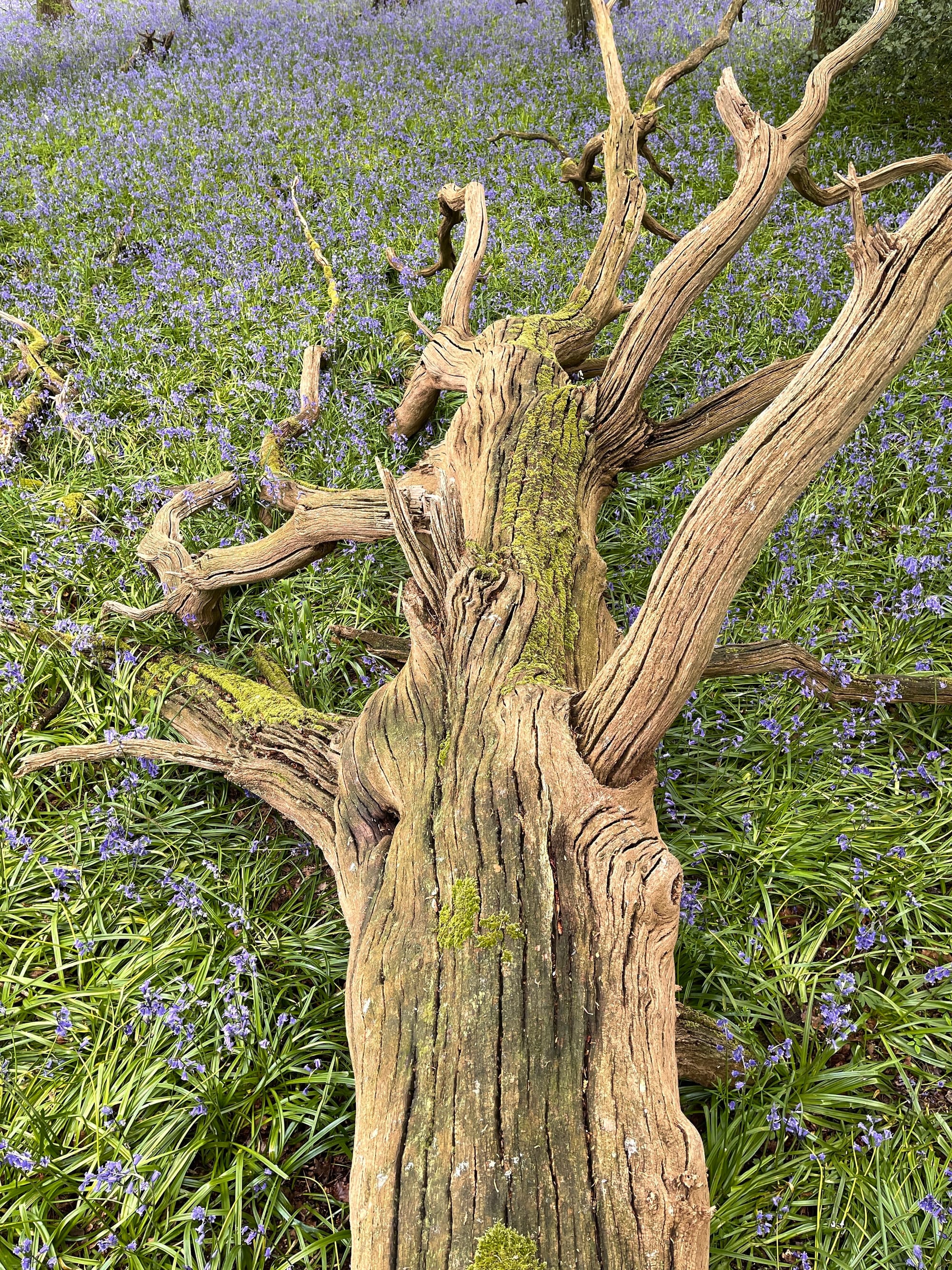 Decaying Tree. Pollards Wood, East Sussex